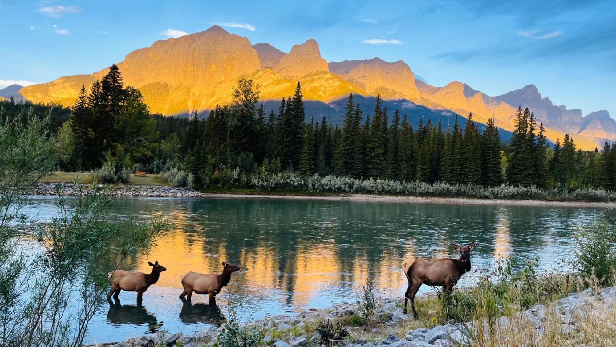 #304 Mountain View 1Br In Canmore Dt Exterior foto